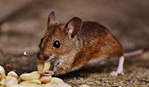 24 Hour & Emergency Exterminators in Hayfield, IA